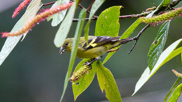 Olivaceous Siskin (Carduelis olivacea)