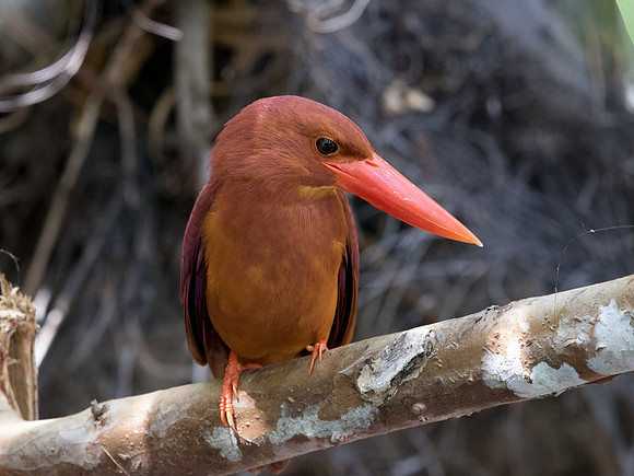Ruddy kingfisher (Halcyon coromanda)