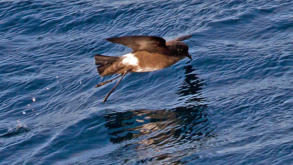 Elliot's Storm-Petrel (Oceanites gracilis)