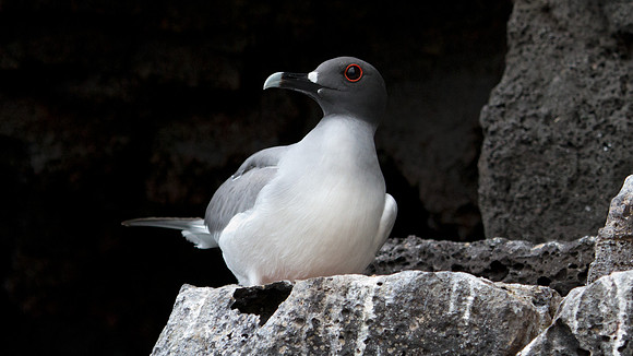 Swallow-tailed Gull (Creagrus furcatus)