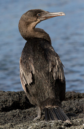 Flightless Cormorant (Phalacrocorax harrisi) Endemic