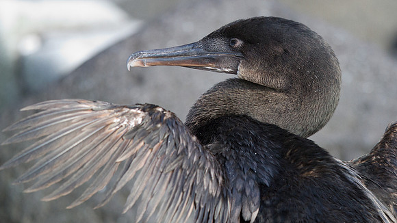 Flightless Cormorant (Phalacrocorax harrisi) Endemic