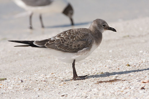 Gull?