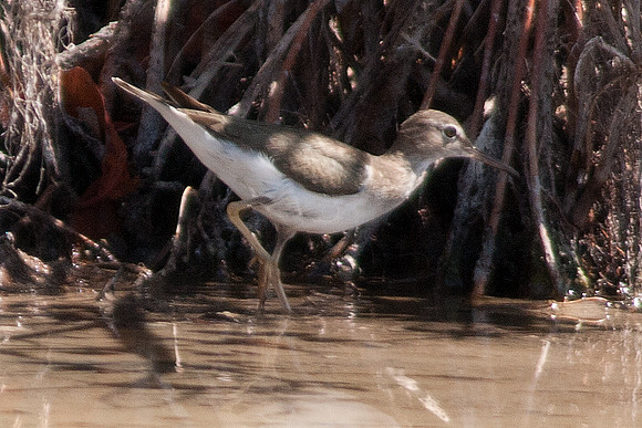 Spotted Sandpiper (Actitis macularius)
