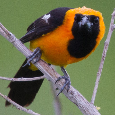 Hooded Oriole (Icterus cucullatus) Male