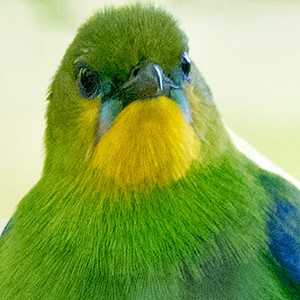 Yellow-throated leafbird (Chloropsis palawanensis)