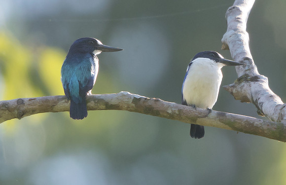 Blue-and-white kingfisher (Todiramphus diops) female (left-back facing us) male (right)