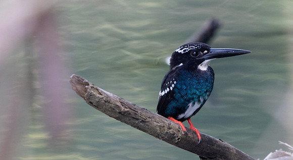 Southern silvery kingfisher (Ceyx argentatus)