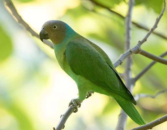 Red-cheeked parrot (Geoffroyus geoffroyi) Female