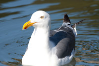 Western Gull (Larus occidentalis)
