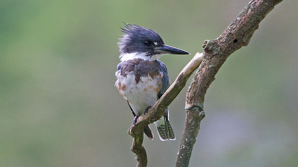 Belted kingfisher (Megaceryle alcyon)