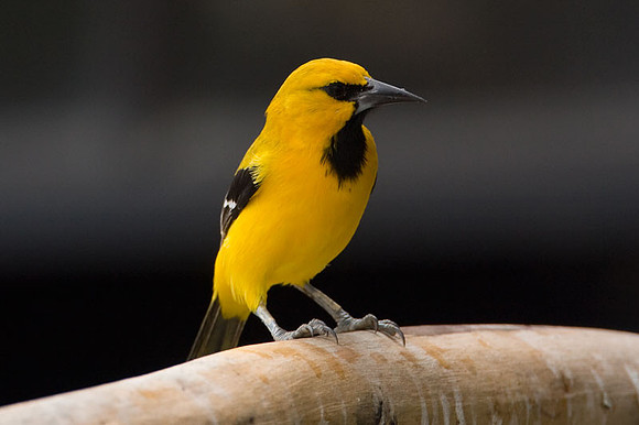 Yellow Oriole (Icterus nigrogularis)