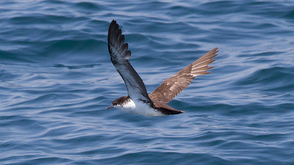 Galápagos Shearwater (Puffinus subalaris)