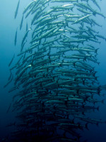 IMG_8050-1080