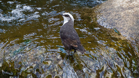 White-capped Dipper (Cinclus leucocephalus)