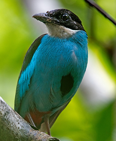 Azure-breasted pitta (Pitta steerii)
