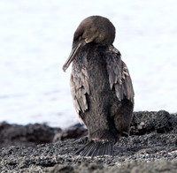 Flightless Cormorant (Phalacrocorax harrisi) Endemic