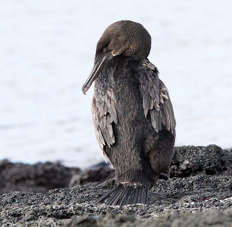 Flightless Cormorant (Phalacrocorax harrisi) Endemic