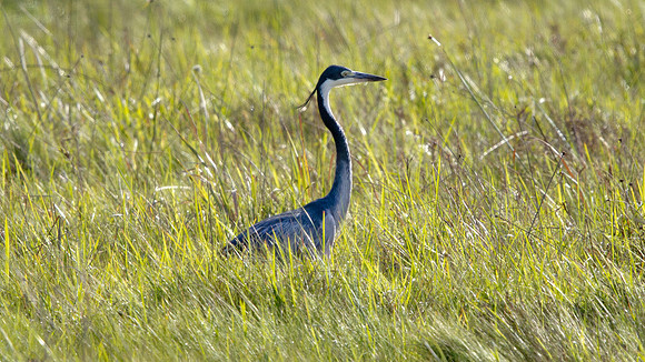 Black-headed Heron (Ardea melanocephala)