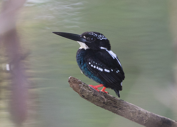 Southern silvery kingfisher (Ceyx argentatus)