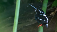 Southern silvery kingfisher (Ceyx argentatus)