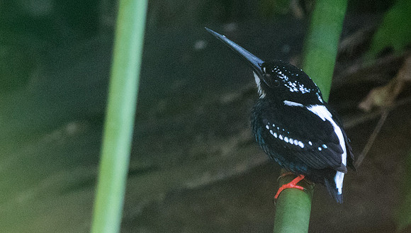 Southern silvery kingfisher (Ceyx argentatus)