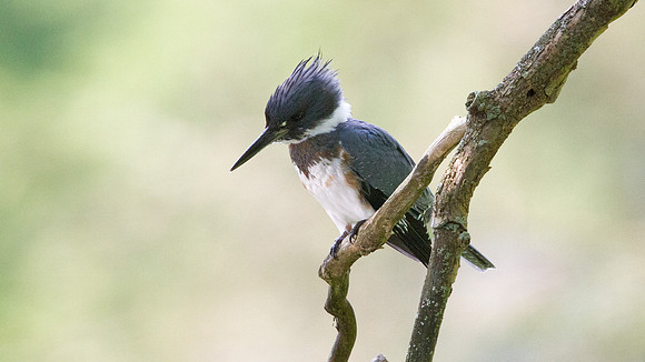 Belted kingfisher (Megaceryle alcyon)