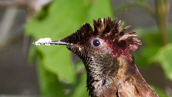 Ruby-topaz Hummingbird (Chrysolampis mosquitus) male