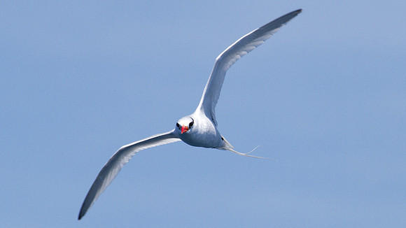 Red-billed Tropicbird (Phaethon aethereus)