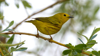 Yellow Warbler (Dendroica petechia)