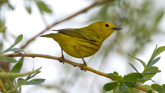 Yellow Warbler (Dendroica petechia)