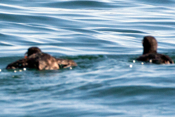 Rhinoceros Auklet (Cerorhinca monocerata)