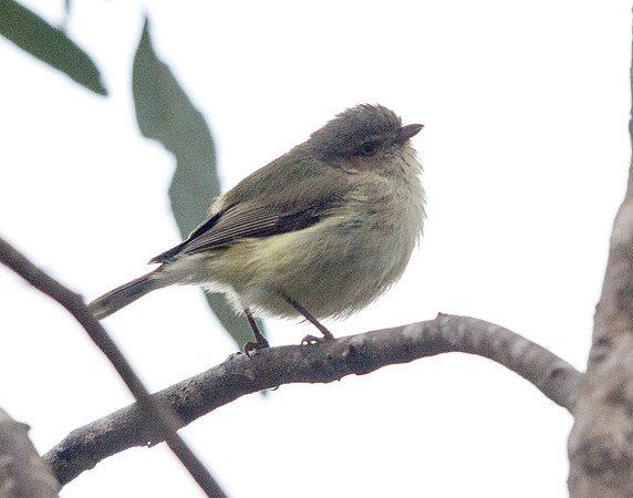 Weebill (Smicrornis brevirostris)