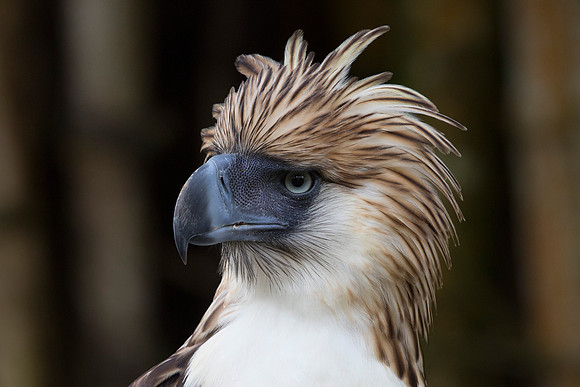 Philippine eagle (Pithecophaga jefferyi)