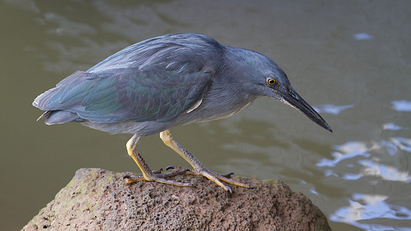 Lava Heron (Butorides sundevalli)