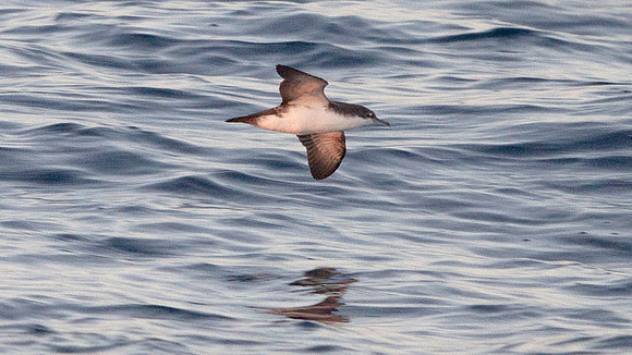 Elliot's Storm-Petrel (Oceanites gracilis)