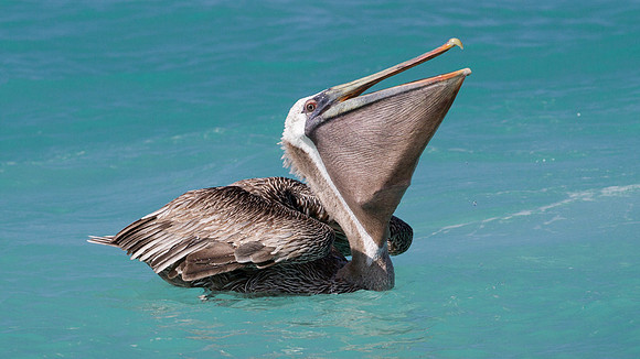Brown Pelican (Pelecanus occidentalis)