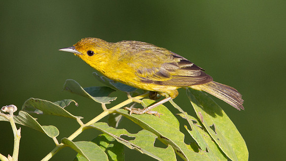 Yellow Warbler (Setophaga petechial)