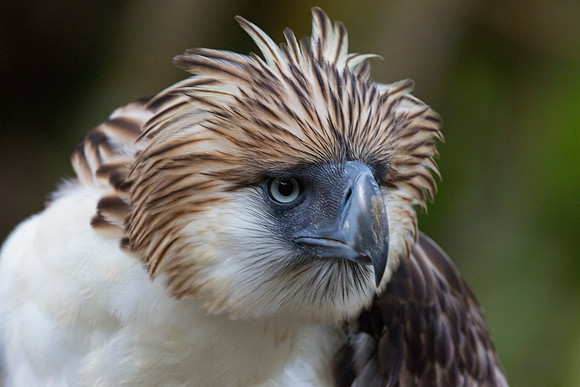 Philippine eagle (Pithecophaga jefferyi)