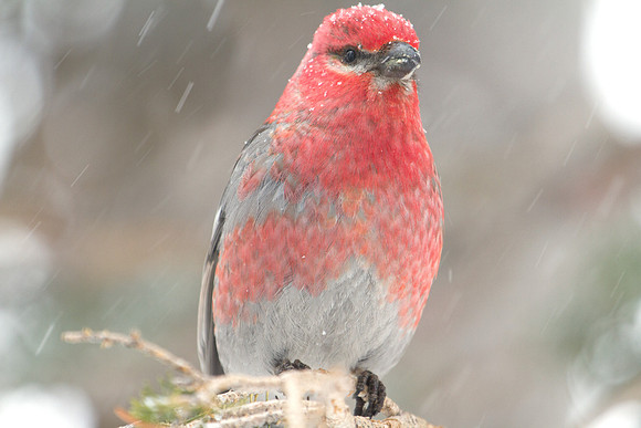 Pine Grosbeak (Pinicola enucleator); Male
