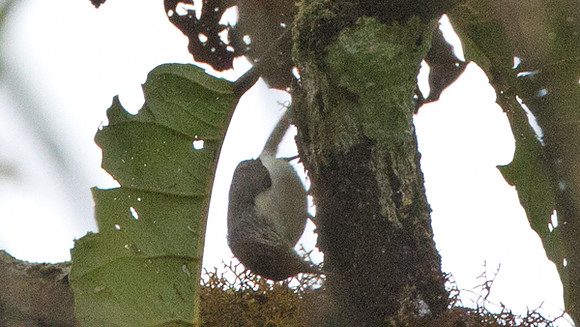 Grey-mantled Wren (Odontorchilus branickii)