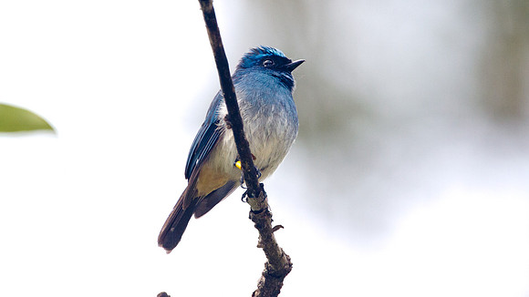 Indigo Flycatcher (Eumyias indigo)