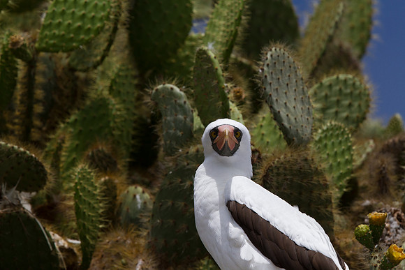 Nazca Booby (Sula granti)