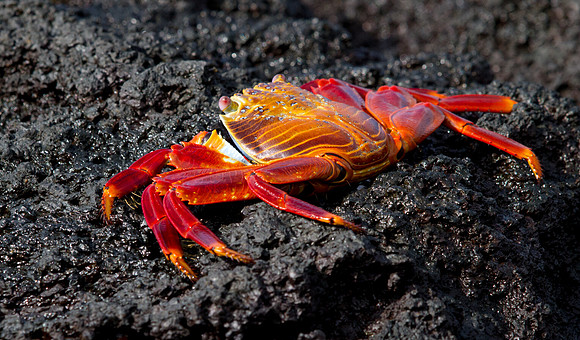 Sally Lightfoot Crab (Grapsus grapsus)