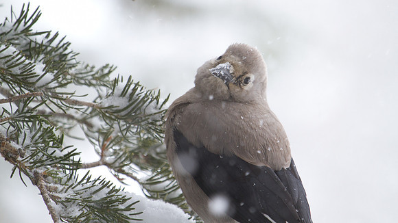 Clark's Nutcracker (Nucifraga columbiana)