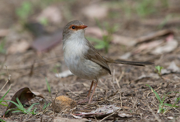 Superb fairy-wren (Malurus cyaneus) Female