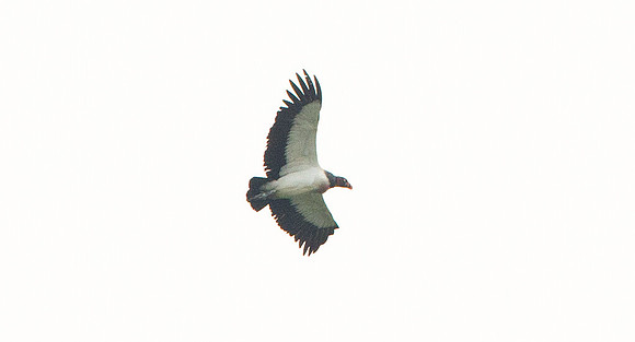 King Vulture (Sarcoramphus papa)
