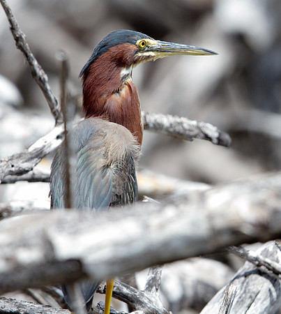 Green Heron (Butorides virescens)
