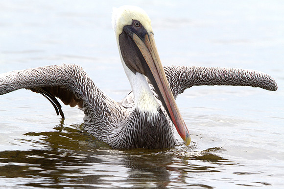 Brown Pelican (Pelecanus occidentalis)
