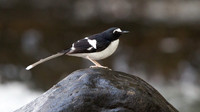 Black-backed forktail (Enicurus immaculatus)